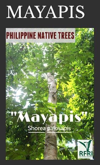 mayapis tree|Ano ang Ibig sabihin ng mayapis tree .